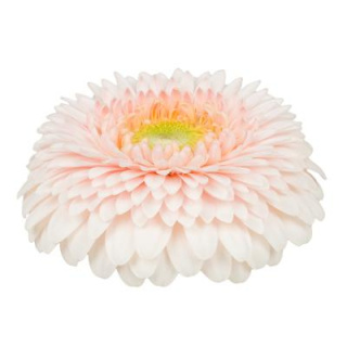 GE MB GERP SWEETNESS 50cm - D