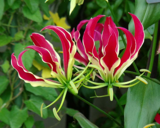 GLORIOSA ROTHSCHILD Short 20cm - D