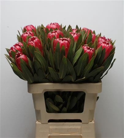 Protea Brenda 60cm - D