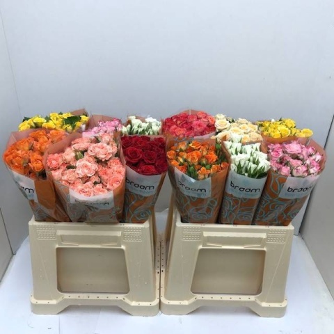 R TR GEM IN FUST Braam Roses 40cm - D