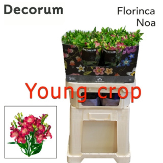 ALST FL NOA Extra 75cm - D