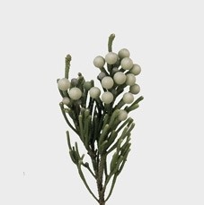 BRUN NODULIFLORA 50cm - D