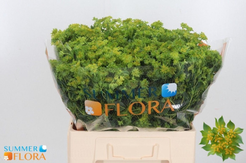 BUPLEURUM ROTUNDIFOL 60cm - D
