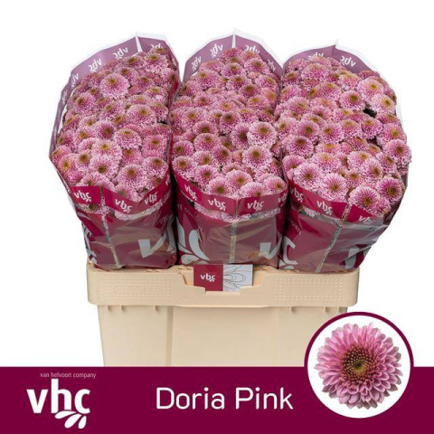 CHR S DORIA PINK 55cm - D