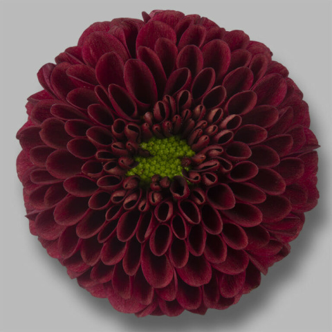 CHR S PURPETTA RED 55cm/1200g - D