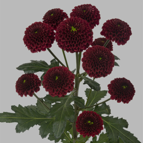 CHR S PURPETTA RED 55cm/1200g - D