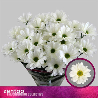 CHR T BABE BIANCO 70cm - D