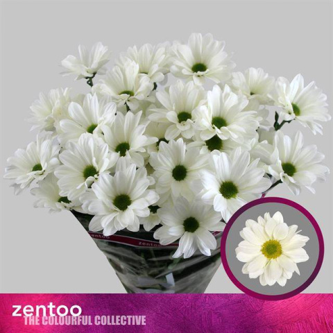 CHR T BABE BIANCO 70cm - D