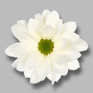 CHR T BABE BIANCO 70cm - D