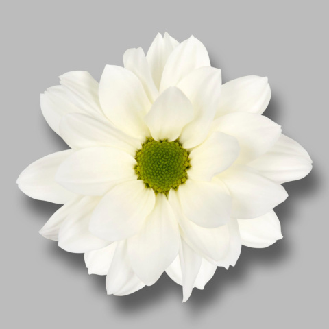CHR T BABE BIANCO 70cm - D