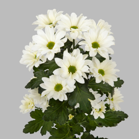 CHR T BABE BIANCO 70cm - D