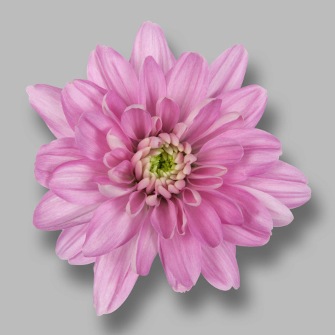 CHR T BALTICA PINK 70cm - D