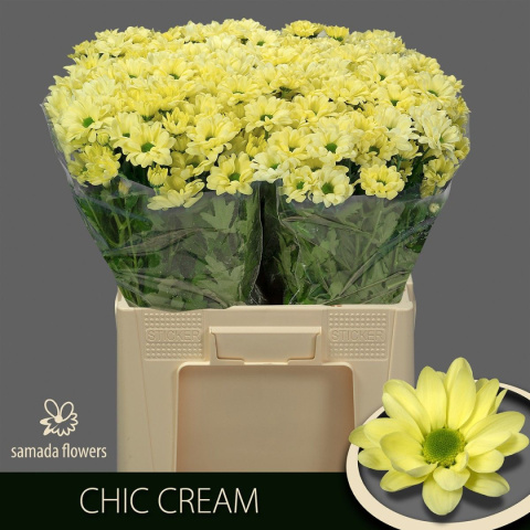 CHR T CHIC CREAM 70cm - D