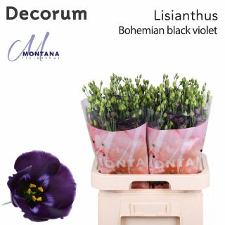 EUS E BOHEMI BLACK VIOLET 70cm - D