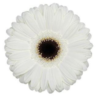 GE GR WHITE HOUSE - 50cm