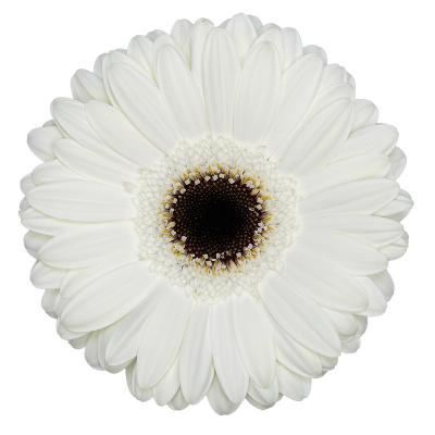 GE GR WHITE HOUSE - 50cm