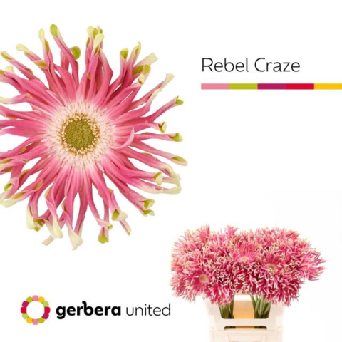 GE KV REBEL CRAZE 50cm - D