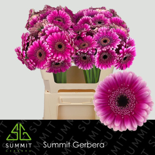 GE MI DESIGN 50cm - D
