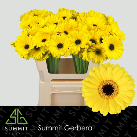 GE MI SUNSHINE 50cm - D