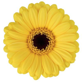 GE MI SUNSHINE 50cm - D