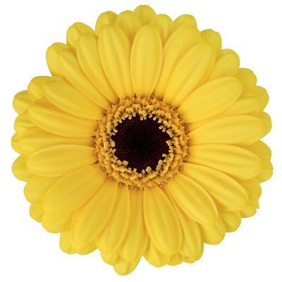 GE MI SUNSHINE 50cm - D