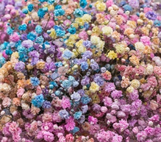 Gipsówka Rainbow Sweet 70cm-750 gr 8M