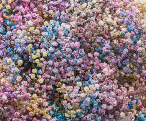 Gipsówka Rainbow Sweet 70cm-750 gr 8M