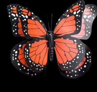 HUIS EN TUI Butterfly (pomarańcz) H% - D