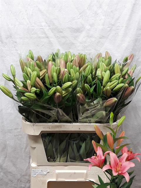 LI LA BRINDISI 3+ 85cm - D