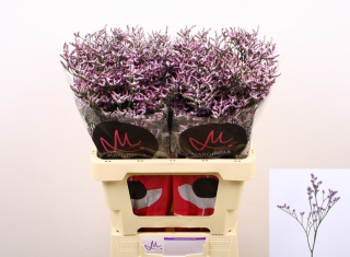 LIM SAF LILAC 60cm - D