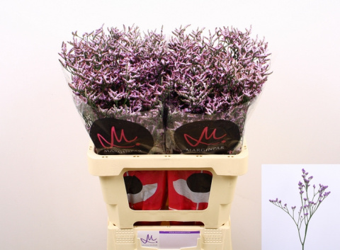 LIM SAF LILAC 60cm - D