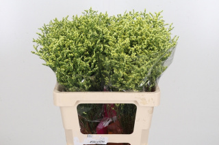 LIM SIN CHINA SUMMER 60cm - D