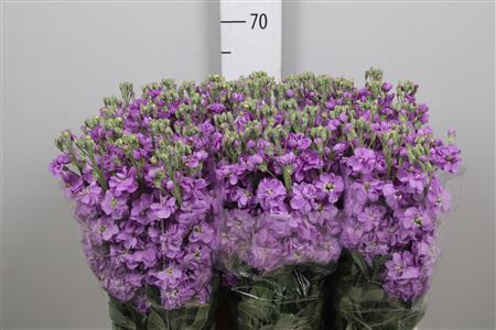 MATTH MILLA LAVENDER 65cm - D