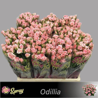 R TR ODILIA 60cm - D