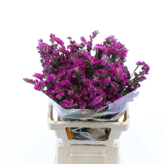 Statice Monalisa Ruby 60cm - D