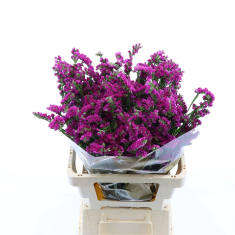Statice Monalisa Ruby 60cm - D