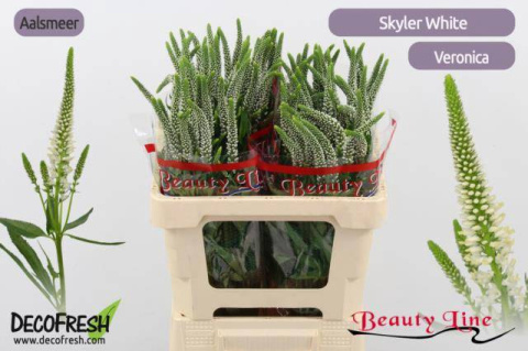VERON L SKYLER WHITE 50cm - D