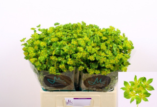 BUPLEURUM ROTUNDIFOL 60cm - D