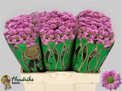 CHR S KRISSI 55cm/1100g - D