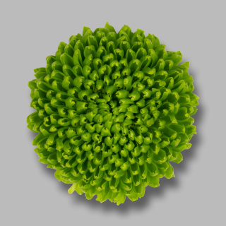 CHR T DELIGREEN 70cm - D