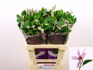 Clem Amazing Miami 4+ 60cm - D