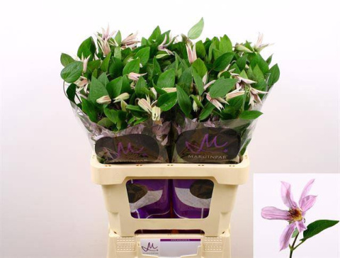Clem Amazing Miami 4+ 60cm - D