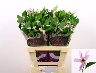 Clem Amazing Miami 60cm - D