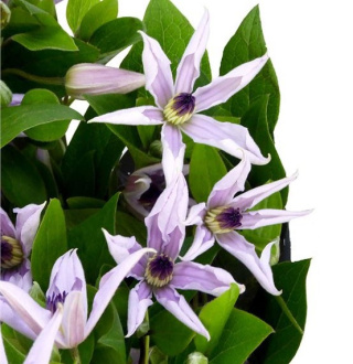Clem Amazing Miami 60cm - D