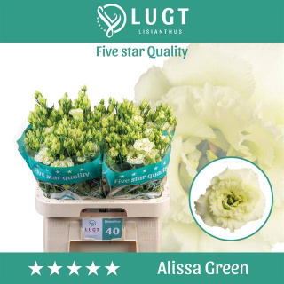 EUS G Alissa Green 70cm - D