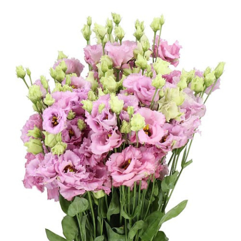 EUS G JULIUS GRAPE 70cm - D