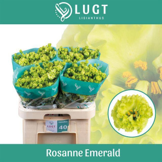 EUS G Rosan Emerald 65cm - D