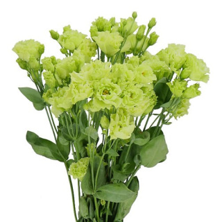 EUS G Rosan Emerald 65cm - D
