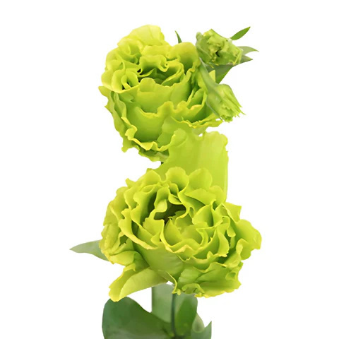 EUS G Rosan Emerald 65cm - D