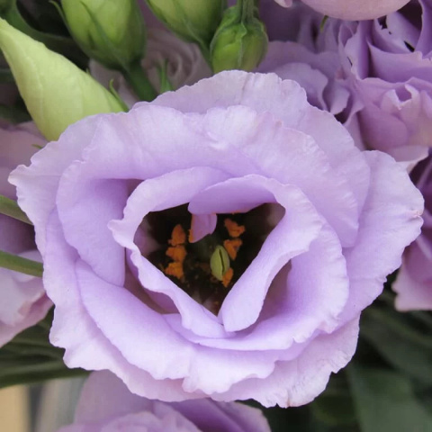 EUS G ROSI LAVENDER 70cm - PROMO